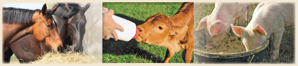 Animal Health and Feed Header Image